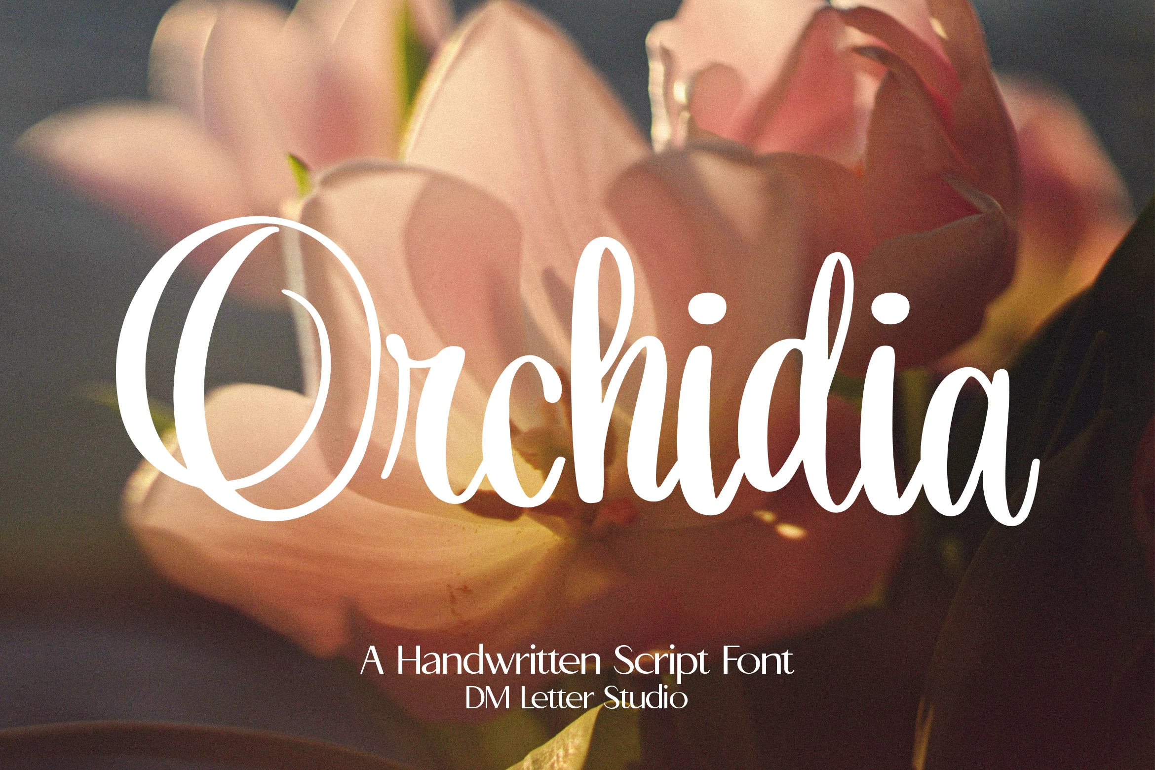 Orchidia Font white handwritten script with a large looping capital O and smooth rounded strokes