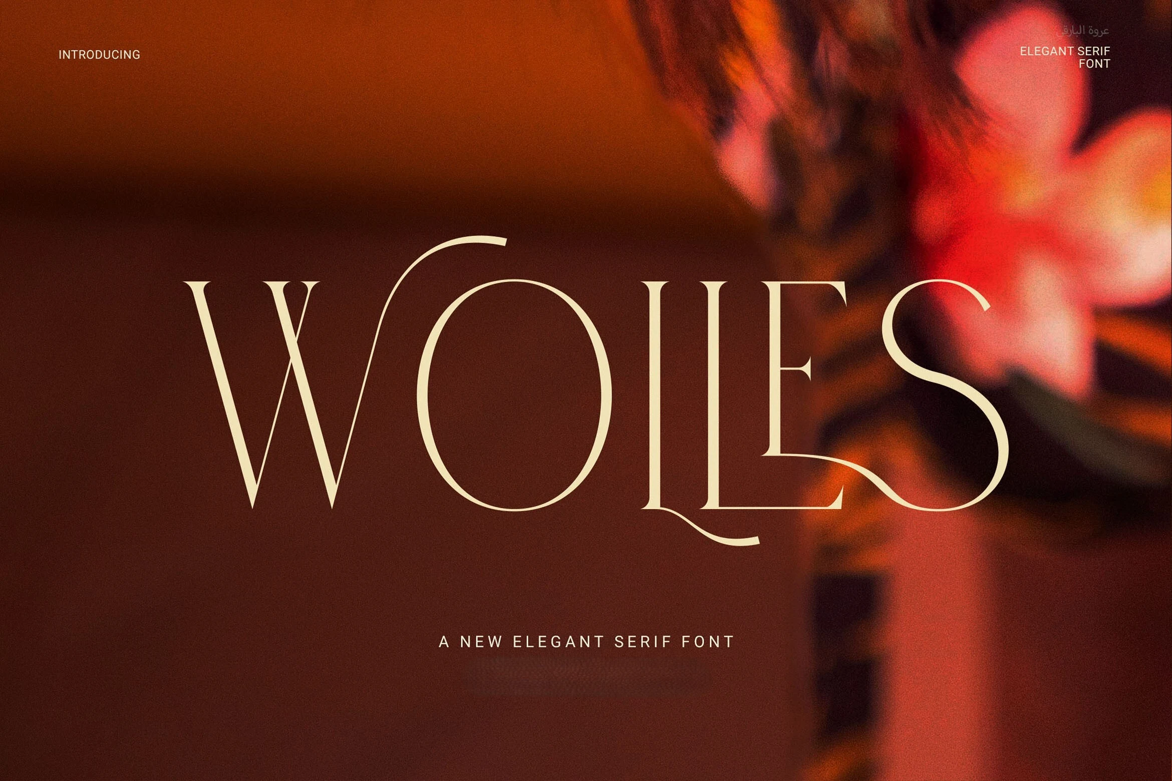 Wolles Elegant Modern Serif Font preview with tall cream high-contrast serif letters