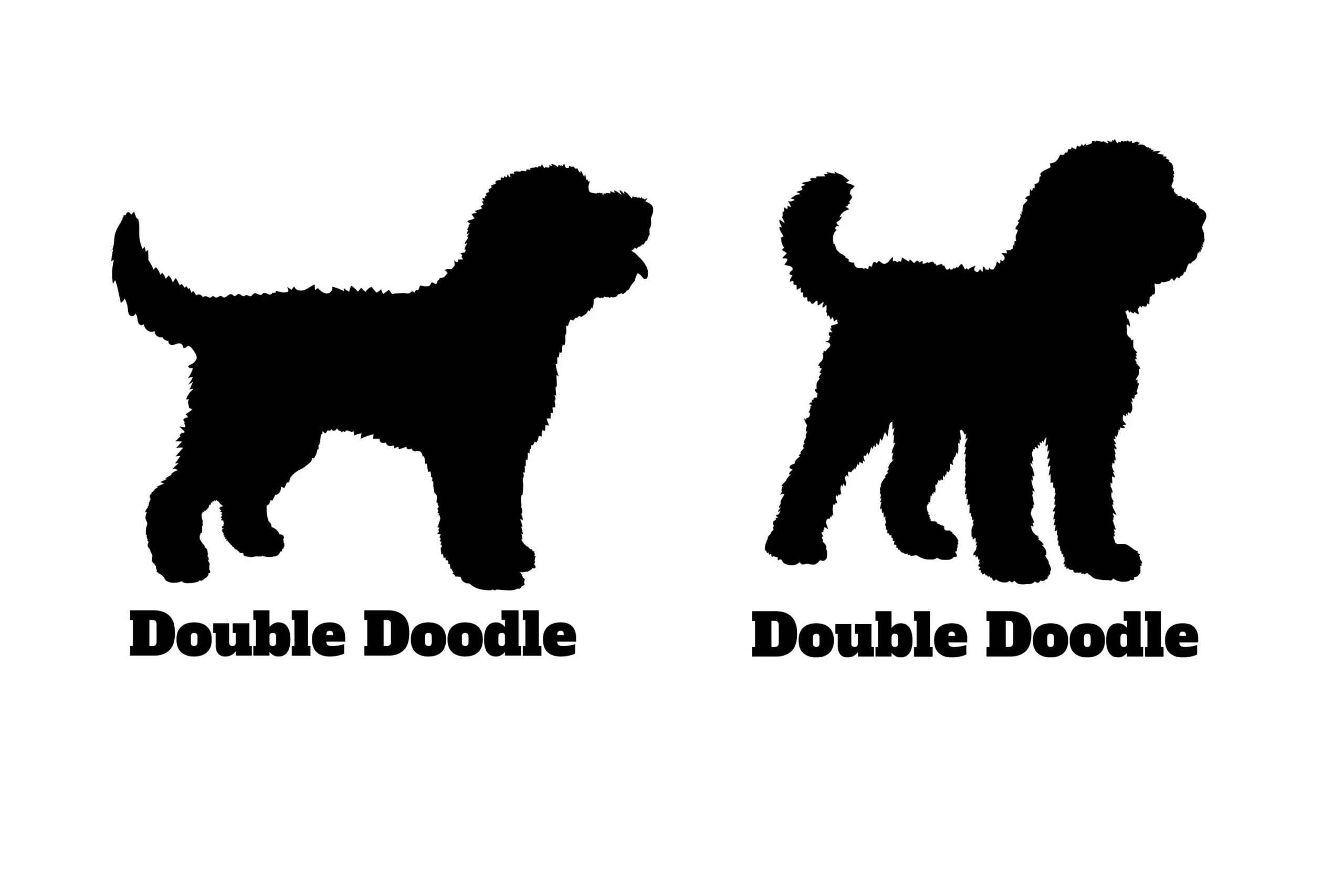 Double Doodle Dog Silhouette SVG Vector featuring dog and Double Doodle dog